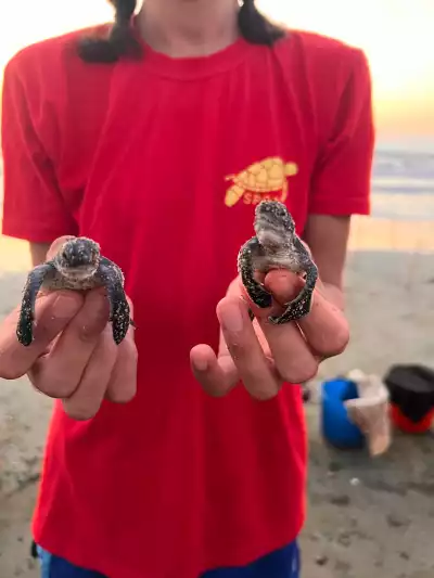 Turtle Nights, Wild Cyprus